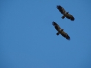 22-juni-29-golden-eagles-in-vlucht-deep-creek