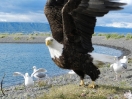 24-juli-04-bald-eagle-ready-te-depart-homer