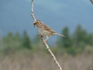 26-juli-13-western-wood-pewee-whittier