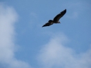 28-juli-18-bald-eagle-in-vlucht-valdez