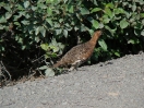 29-juli-23-willow-ptarmigan-dempster-hwy