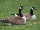 01-april-canadian-goose-niagara-falls