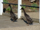 02-april-common-scoters-niagara-falls