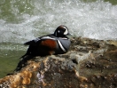 03-mei-harlequin-duck-1-panorama-mountain-village