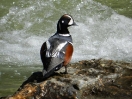 04-mei-harlequin-duck-2-panorama-mountain-village