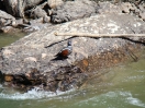 05-mei-harlequin-duck-3-panorama-mountain-village