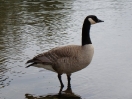 06-mei-canadian-goose-lake-louise