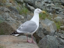 Waterdieren
