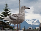12-juli-herring-gull-juvenile