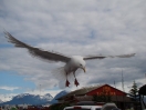 13-juli-herring-gull-cleared-to-land