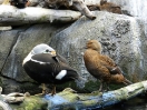 15-juli-puffin-soort-male-en-female