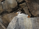 17-juli-horned-puffin