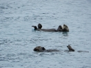 19-juli-sea-otters-2-seward