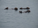 20-juli-sea-otters-3-seward