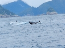 21-juli-orcas-killer-whale-seward