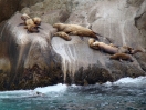 22-juli-stellers-sea-lions-seward