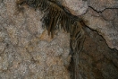 15-jewel-cave-varkensoren