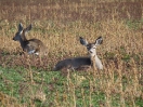 03-mule-deer-komen-uit-de-bossen