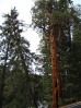 25-opnieuw-redwoods