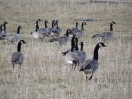 28-canadian-goose-onderweg-naar-het-zuiden