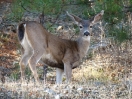 30-een-mule-deer-onderweg