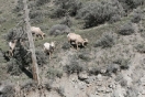 05-big-horn-sheep-1024x683