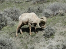 06-big-horn-sheep-1024x768