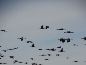 Kraanvogels op weg naar de warmte