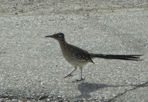 Roadrunner op de camping