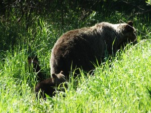 Black Bear met cubs