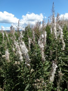 Fireweed in na-zomer tooi