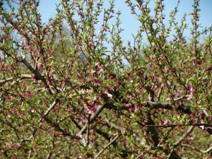 Perzik bomen in bloei