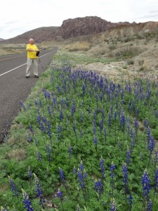 Big Bend Blue Bonnets langs de kant van de weg