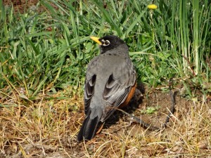 American Robin op de camping