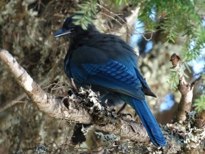 De Blue Jay komen we regelmatig tegen