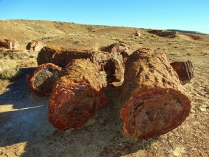 Versteende boomstammen in Petrified Forest