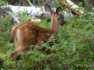 Jong Mule Deer bij Mt. Rainier