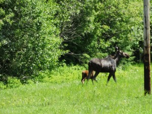 Moeder Moose met kleintje