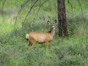 White Tailed Deer tijdens de wandeling