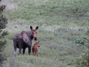 Mama Moose met Mini Moose