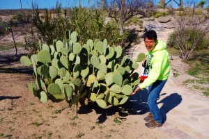 Naked Prickley Pear in de Cactus garden