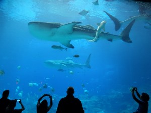 Walvishaaien in het Georgia Aquarium