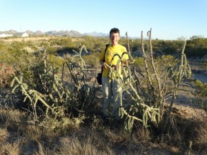 Desert Christmas Tree Cactus