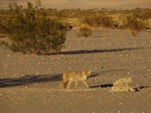 De Coyote op de camping in Death Valley