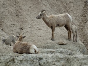 Mountain Sheep in de Badlands