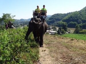 Onderweg op de olifant