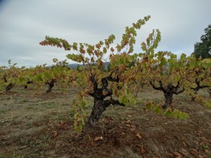 Oeroude druivenranken