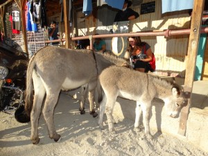 De ezels in Oatman