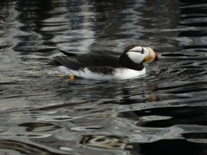 Horned Puffin