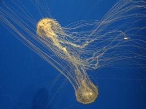 De Jelly fish dansen in het rond